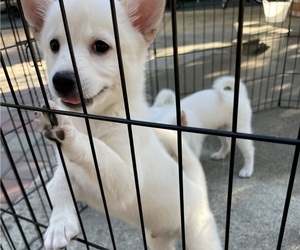 Maltese-Shiba Inu Mix Puppy for sale in CONCORD, CA, USA
