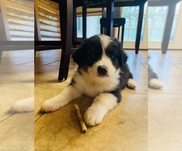 Medium Photo #3 Australian Shepherd Puppy For Sale in MOORINGSPORT, LA, USA