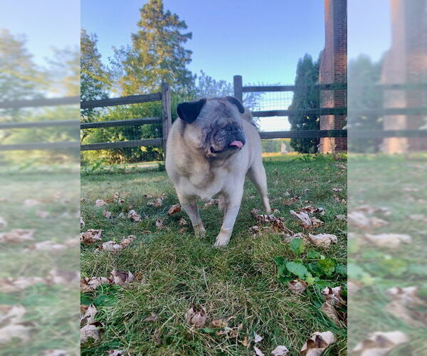 Medium Photo #2 Pug Puppy For Sale in Indianapolis, IN, USA