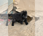 Small Photo #3 Wolf Hybrid Puppy For Sale in LAMAR, CO, USA