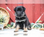 Puppy Scooby German Shepherd Dog