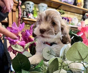 Cock-A-Poo Puppy for sale in BAYVILLE, NJ, USA