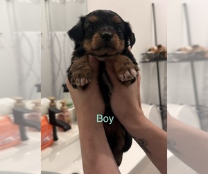 Chorkie Puppy for sale in SUGAR LAND, TX, USA