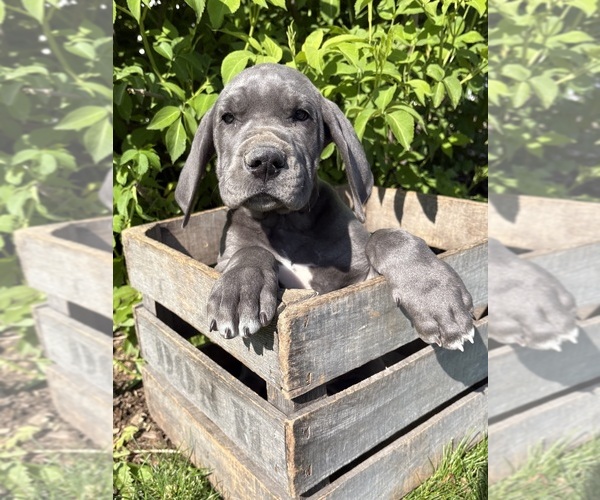 Medium Photo #3 Great Dane Puppy For Sale in MIDDLEBURY, IN, USA