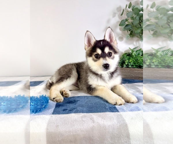 Medium Photo #1 Pomsky Puppy For Sale in GREENFIELD, IN, USA