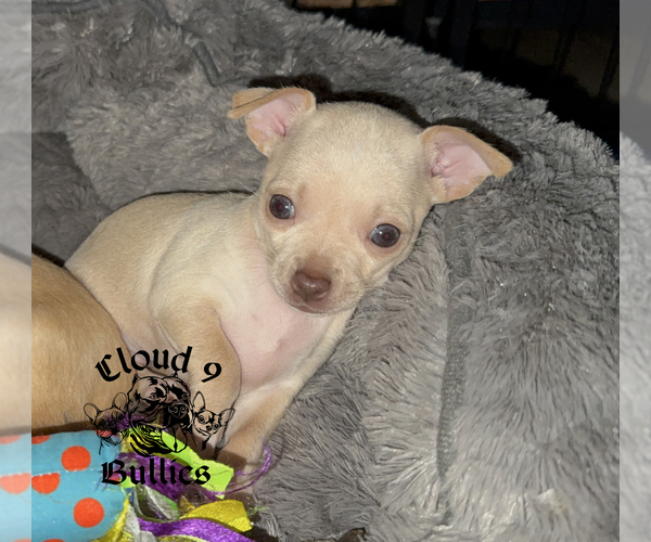 Medium Photo #1 Chihuahua Puppy For Sale in LORIS, SC, USA