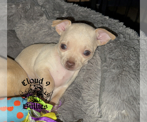 Chihuahua Puppy for sale in LORIS, SC, USA