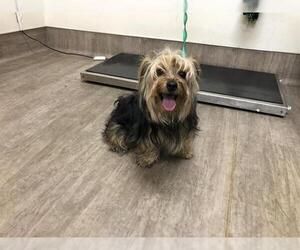 Medium Mutt