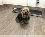 Small Mutt