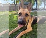 Small #2 German Shepherd Dog Mix