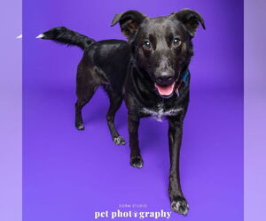 Mutt Dogs for adoption in Fargo, ND, USA