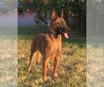 Small Photo #1 Dutch Shepherd Dog Puppy For Sale in SPENCERVILLE, IN, USA