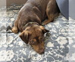 Small #6 Basset Hound Mix