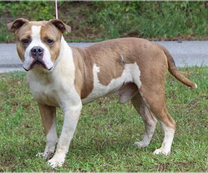 Mutt Dogs for adoption in Prattville, AL, USA