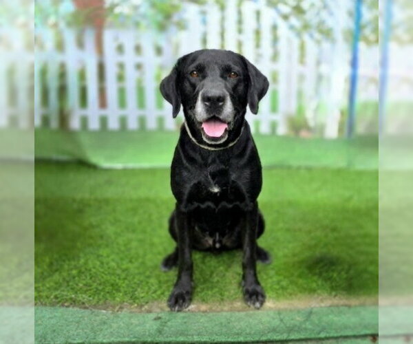 Medium Photo #1 Labrador Retriever Puppy For Sale in Long Beach, CA, USA