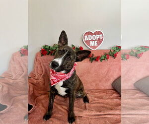 Carolina Dog Dogs for adoption in Rockaway, NJ, USA