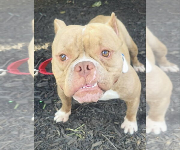 Medium Photo #11 Bulldog-Unknown Mix Puppy For Sale in Spotsylvania, VA, USA
