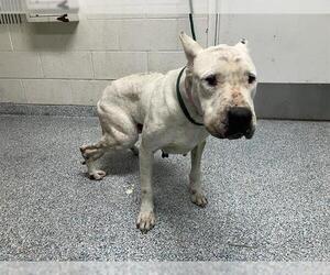 Argentinian Mastiff Dogs for adoption in Long Beach, CA, USA