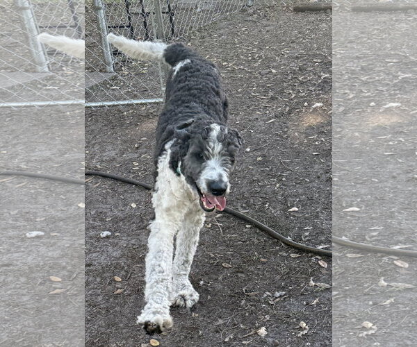 Medium Photo #4 Mutt Puppy For Sale in Valrico, FL, USA