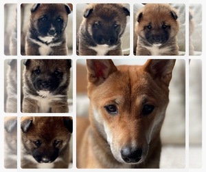 Shiba Inu Puppy for sale in DERRY, NH, USA