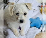 Small #2 Pomeranian Mix