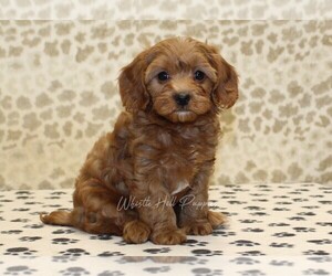Cavapoo Puppy for sale in DENVER, PA, USA