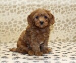 Small Cavapoo