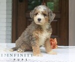 Small #1 Bernedoodle (Miniature)