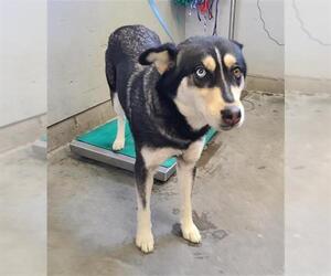 Siberian Husky-Unknown Mix Dogs for adoption in Camarillo, CA, USA