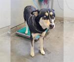 Small Siberian Husky Mix