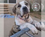 Small #8 American Bandogge