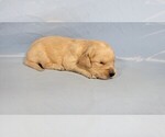 Small #1 Golden Retriever