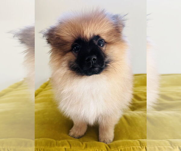 Medium Photo #2 Pomeranian Puppy For Sale in Marina Del Rey, CA, USA