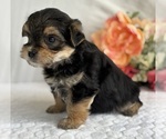 Small #10 Morkie