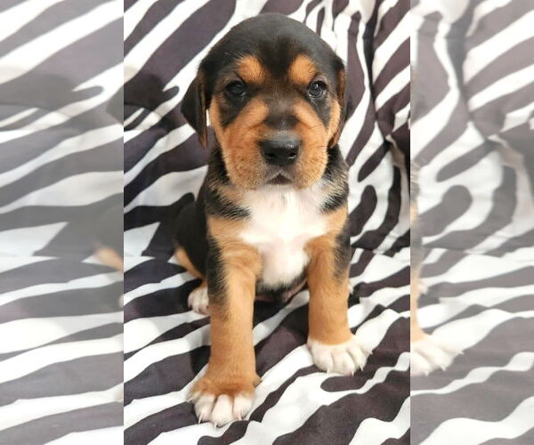 Medium Photo #2 Beagle-Unknown Mix Puppy For Sale in Dunnellon, FL, USA