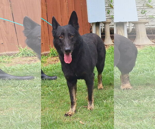 Medium Photo #4 German Shepherd Dog-Unknown Mix Puppy For Sale in Wetumpka, AL, USA