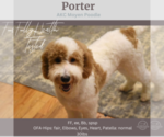 Small Photo #1 Goldendoodle Puppy For Sale in PIEDMONT, SC, USA