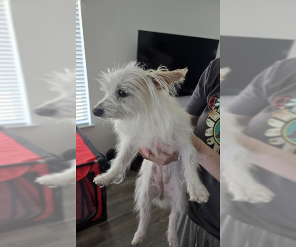 Medium Photo #2 Maltese-Unknown Mix Puppy For Sale in Cranston, RI, USA