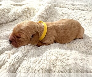 Medium Golden Retriever