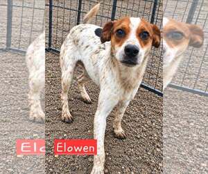 Rat Terrier-Unknown Mix Dogs for adoption in Minneapolis, MN, USA