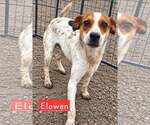 Elowen - Male Rat Terrier-Unknown Mix Dog for Adoption - Small photo