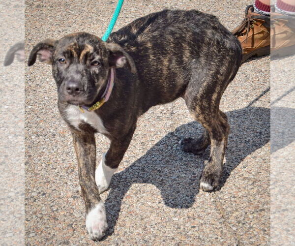 Medium Photo #3 Boxapoint Puppy For Sale in Huntley, IL, USA