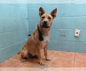 German Shepherd Dog-Unknown Mix Dogs for adoption in Downey, CA, USA