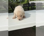 Small #6 Labrador Retriever