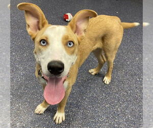 Labsky Dogs for adoption in Anchorage, AK, USA