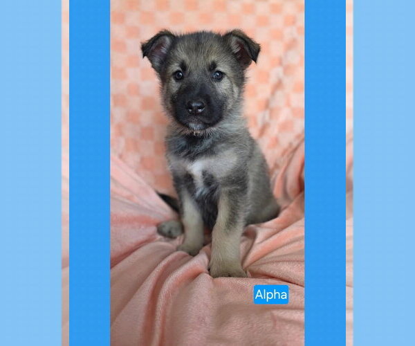 Medium Photo #3 American Pit Bull Terrier-Unknown Mix Puppy For Sale in Duluth, MN, USA