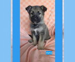 Small #2 American Pit Bull Terrier Mix