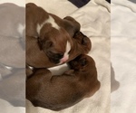 Small Photo #11 Boxer Puppy For Sale in GRAYSON, GA, USA