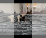 Puppy Puppy 7 French Bulldog