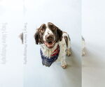 Small #1 English Springer Spaniel